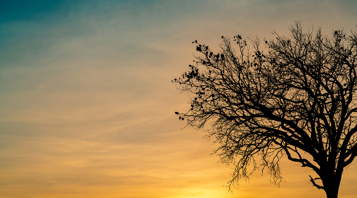 solitary tree at sunset