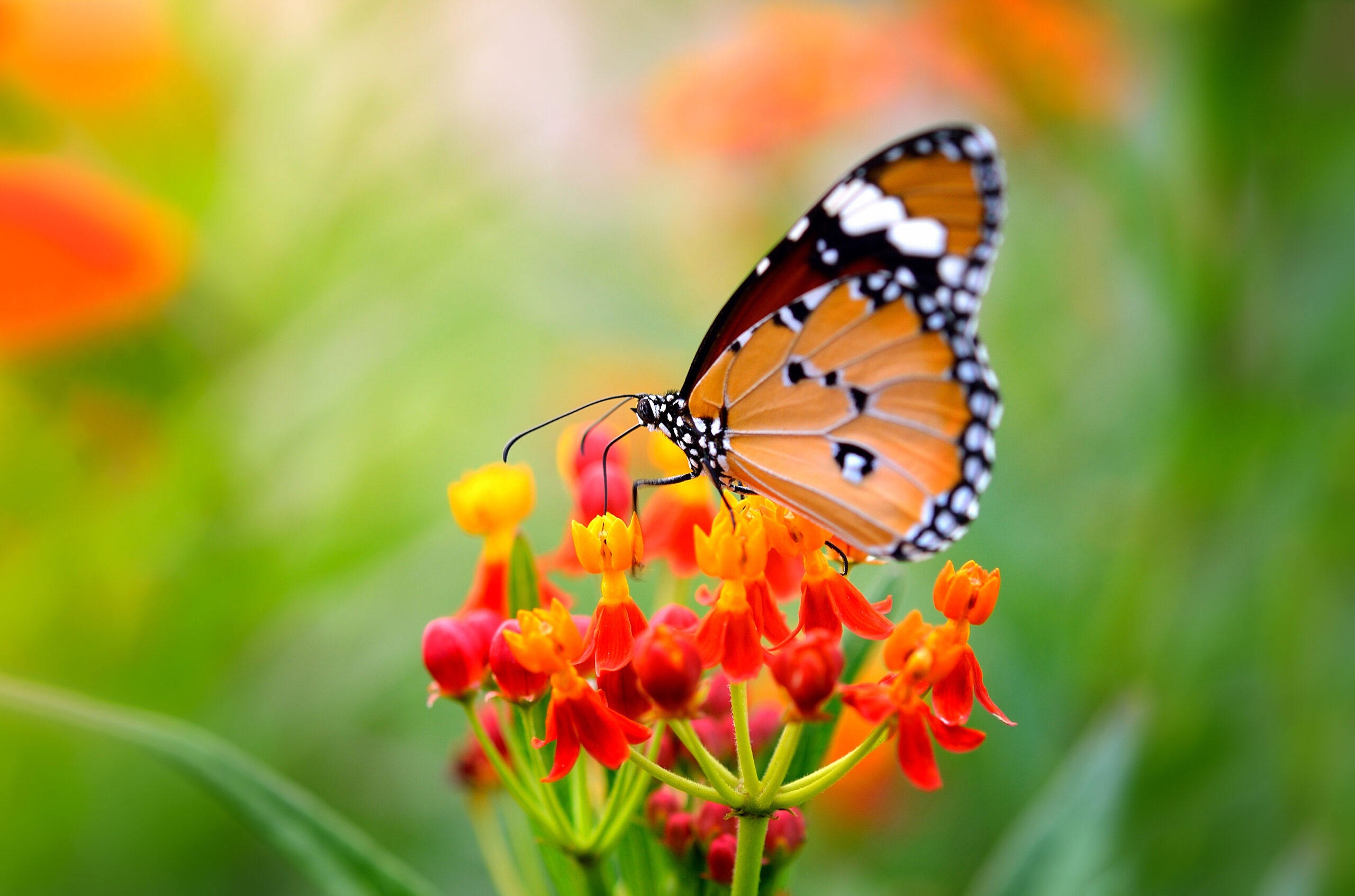 bright orange butterfly resting on a red and yellow flower